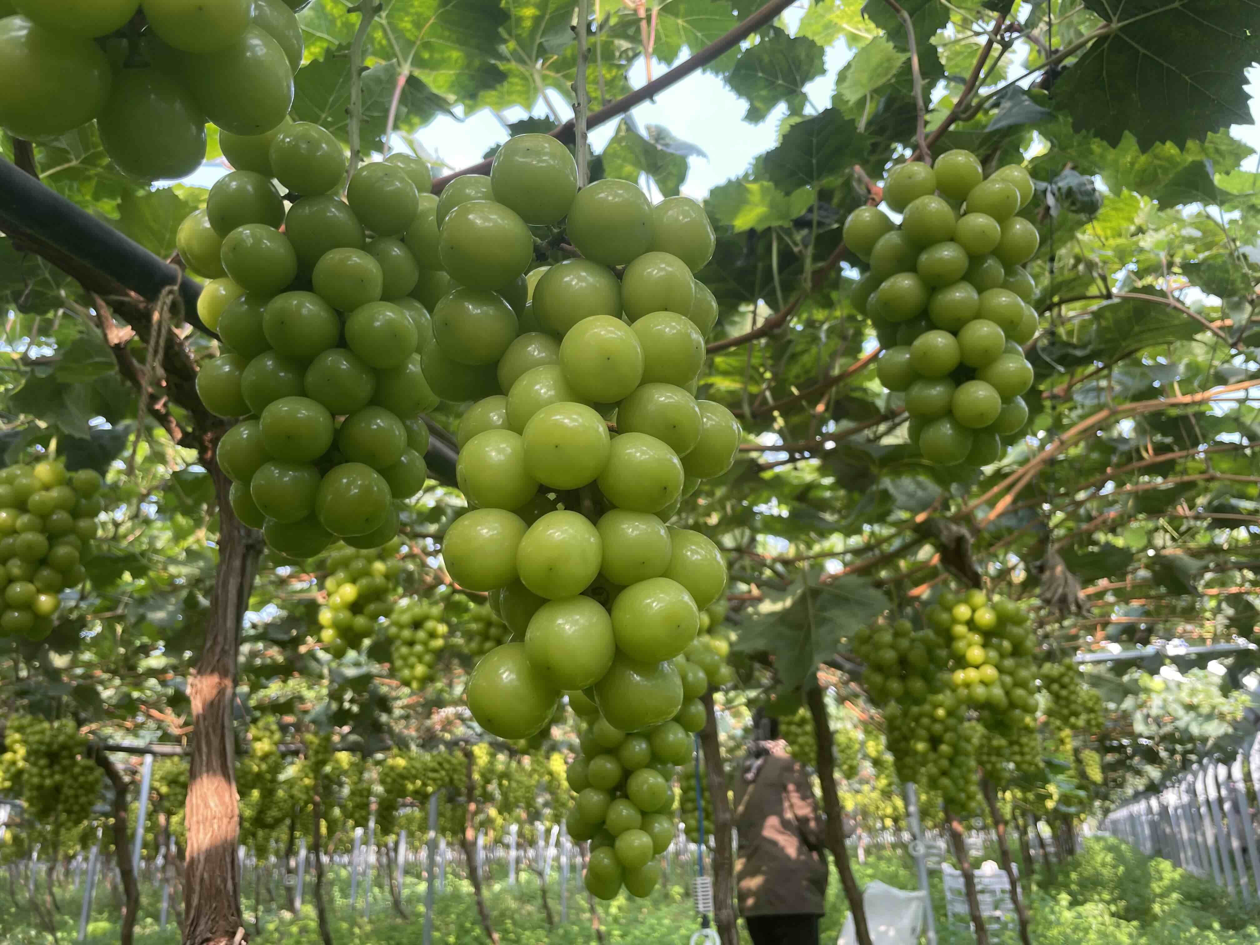 葡萄保鲜冷库设计安装